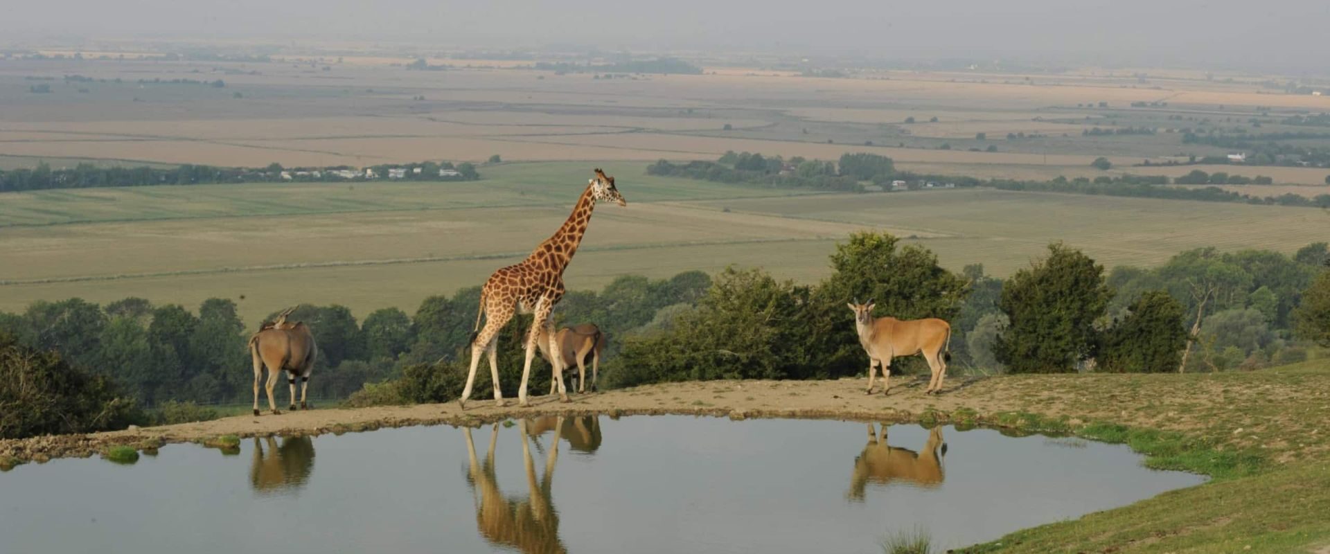 Port Lympne Hotel & Reserve