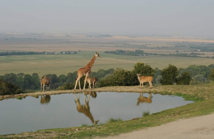 Port Lympne Hotel & Reserve