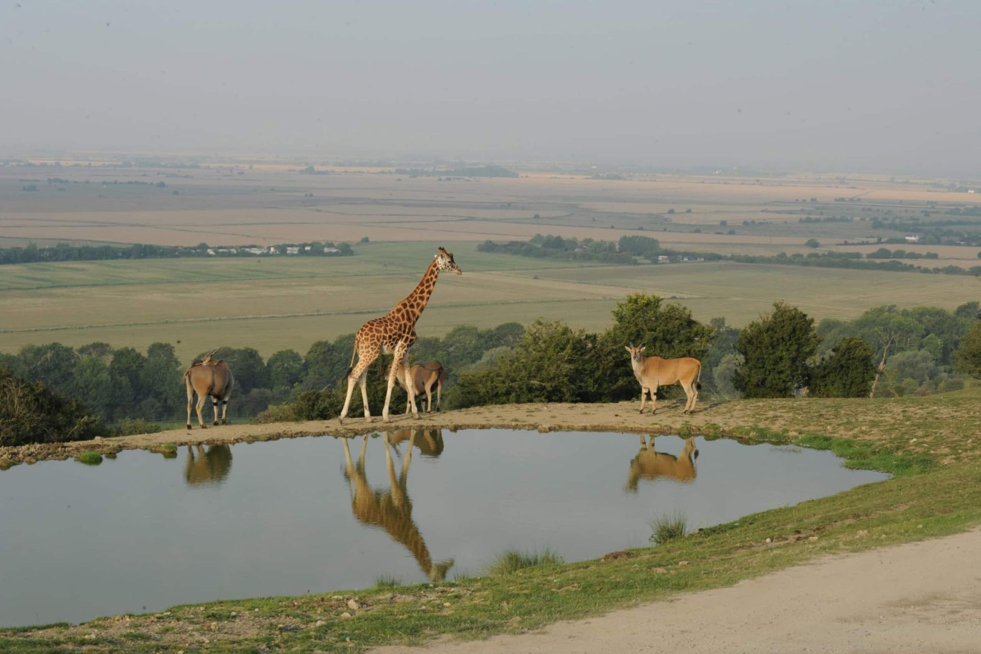 Port Lympne Reserve – giraffes Giraffes at the watering hole at Port Lympne Hotel & Reserve, a 15-minute drive from The Beach